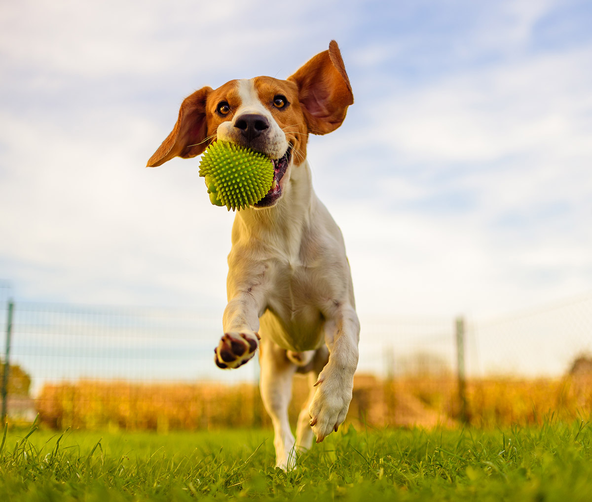 Beagle dog fun in garden outdoors run and jump with ball towards